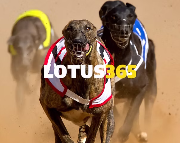 lotuss 365 book